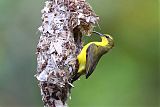 Olive-backed Sunbird